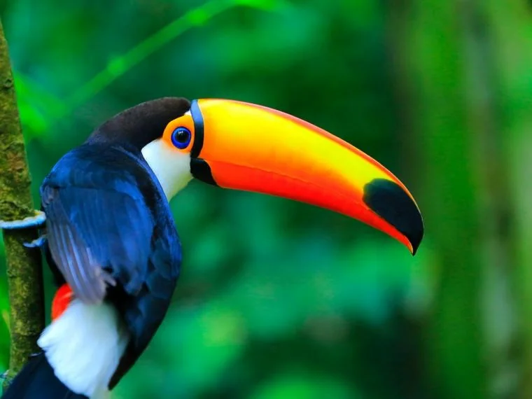 Biodiversidad y nuestros alimentos