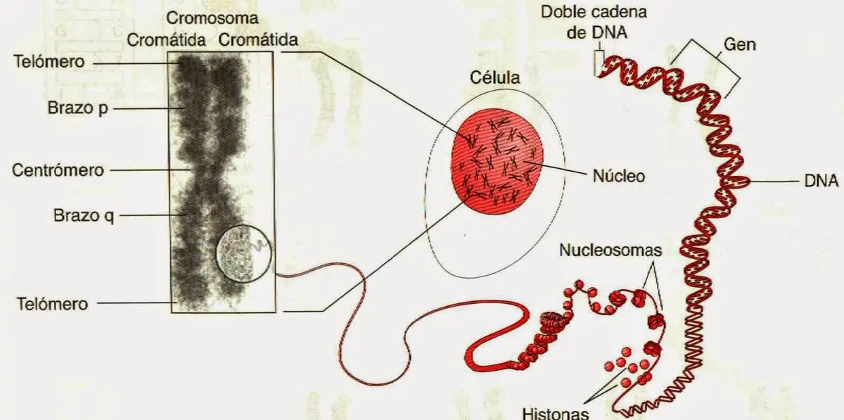 Clases de biología molecular