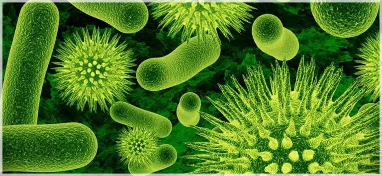 Clases divertidas de biología
