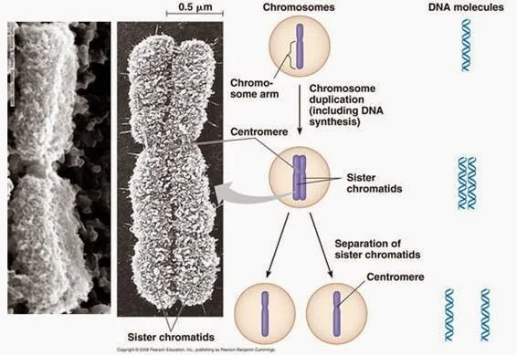 La fragmentación biología